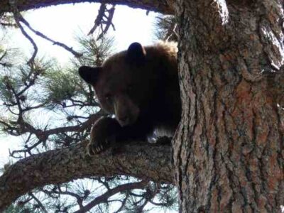 Homesteading With Wild Animals Image